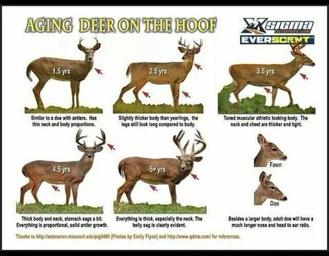 Whitetail Hunting, Whitetail Deer Hunting, Deer Blind, Deer Hunting Tips, Quail Hunting, Deer Camp, Deer Hunting Blinds, Whitetail Bucks, Hunting Life