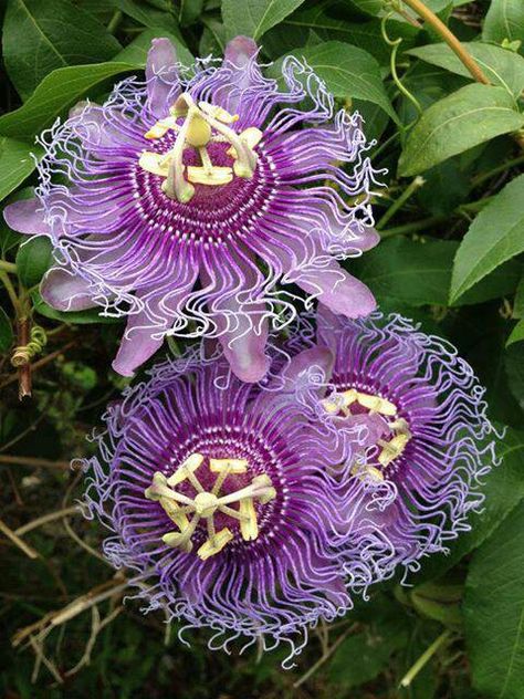 Lilikoi Blossom! Someday will be tatted on my skin Passion Fruit Plant, Passion Fruit Flower, Passion Vine, Rainforest Plants, Passion Flowers, Purple Plants, Moon Garden, Nothing But Flowers, Unusual Flowers