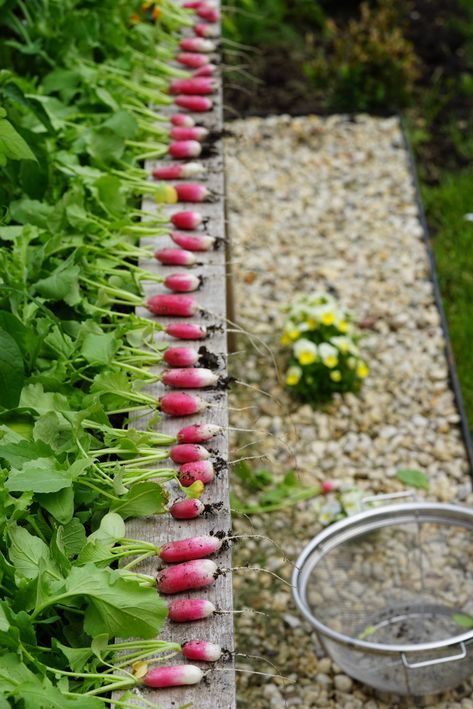 5 Tips for Growing Perfect French Breakfast Radishes • Gardenary French Breakfast Radish Growing, Heirloom Vegetables To Grow, Radish Garden, French Radish, Radish Plant, Planting Radishes, Grow Radishes, French Breakfast Radish, Growing Radishes