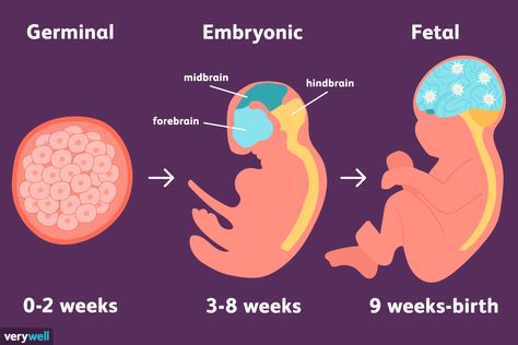 The stages of prenatal development represent a tremendous amount of change from conception to birth. Learn more about the science behind each stage. Prenatal Development Stages, Philippine Flag Wallpaper, Psychosocial Development, Prenatal Development, Medical Ultrasound, Psychology Notes, Relationship Stages, Mental Health Facts, All About Pregnancy