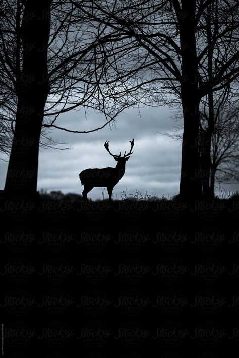 Under Exposed Photography, Silhouette Animals, Sunset Paintings, Incredible Landscapes, Deer Wallpaper, Deer Photos, John Boy, Deer Pictures, Forest And Wildlife