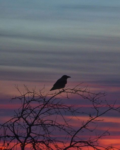 Dusk Photography, Dusk Sky, Hotline Bling, Pretty Sky, Blackbird, Photography Art, Black Bird, Nikon, Phoenix