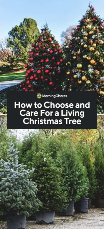 Living Christmas Tree, Christmas Tree Care, Colorado Blue Spruce, Potted Christmas Trees, Gardening Guide, Live Christmas Trees, White Spruce, Home Decor Diy Crafts, Bonsai Seeds