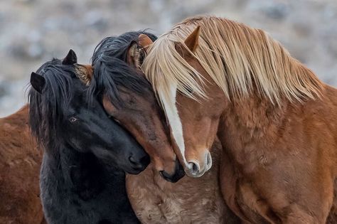 Horses Standing, Wild Horses Mustangs, Wild Horses Photography, Horse Inspiration, Horse Wallpaper, Andalusian Horse, Horse Aesthetic, Black Horses, Most Beautiful Horses