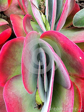 A close-up view of a pink tinged Flap Jack Kalanchoe succulent plant. Flap Jack, Succulent Plant, Flower Images, Planting Succulents, Succulent, Close Up, Photo Image, Trees, Stock Photos