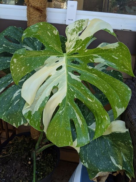 Care Diary - Monstera deliciosa var. Thai Constellation - Trex Plants Thai Constellation Monstera, Monstera Thai Constellation, Thai Constellation, Ferns Garden, White Plants, Potted Houseplants, Plant Guide, Variegated Plants, Garden Containers