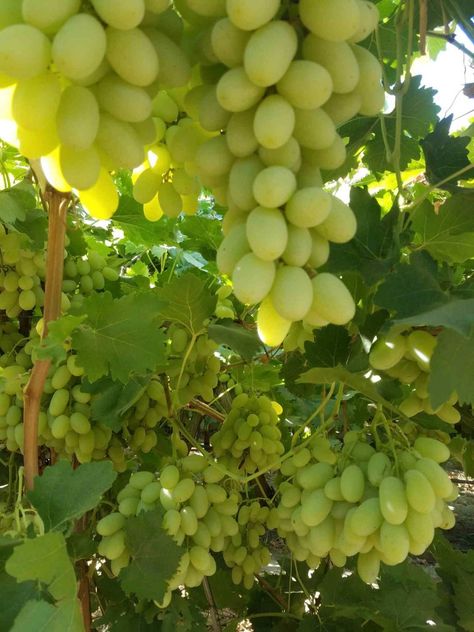 Green Grapes Aesthetic, Grapes Tree, Grape Orchard, Desserts Fruit, Design Garden Ideas, Grape Tree, Grape Plant, Recipes Fruit, Green Grape