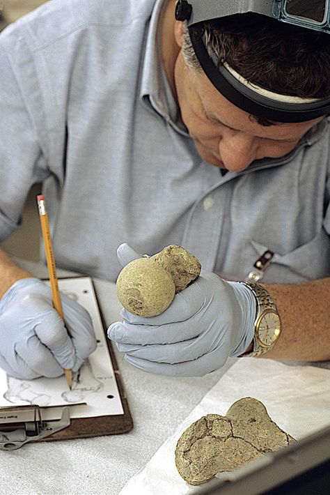 Forensic Anthropology Aesthetic, Forensic Files, Forensic Anthropologist, Forensic Anthropology, Smithsonian Museum, Smithsonian Institution, Career Goals, Anthropology, National Museum