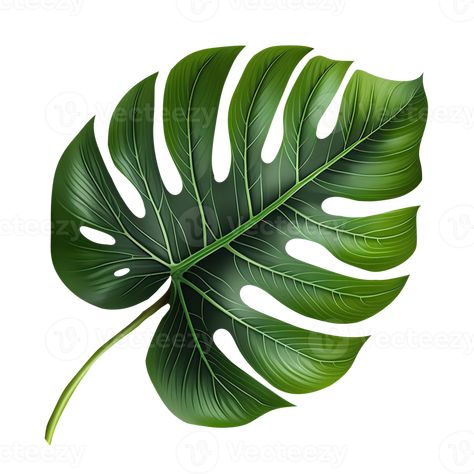 Graphic Design Assets, Tropical Leaf, Cityscape Photos, Transparent Design, Nature Backgrounds, Marketing Design, Custom Illustration, Photo Template, Custom Branding