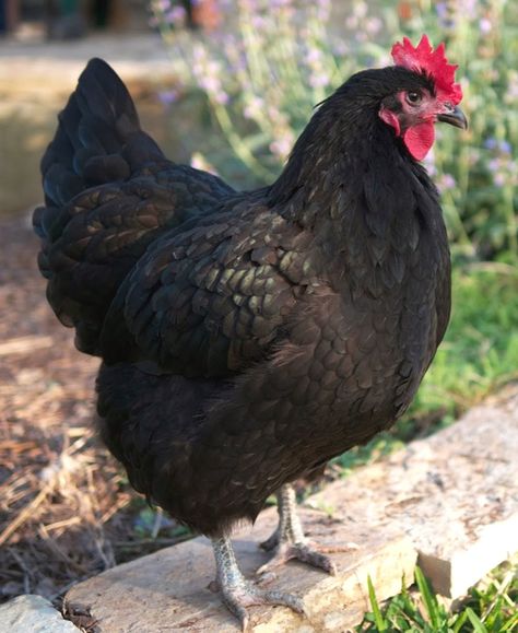 Barnevelder Chicken, Australorp Chicken, Black Australorp, Laying Chickens Breeds, Raising Chicken, Best Egg Laying Chickens, Laying Chickens, Pins Board, Egg Laying Chickens