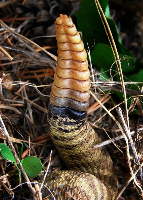 Snakes Pet, Snake Cute, California King Snake, Snake Pet, Snake Terrarium, Pet Snakes, Snake Tail, King Snake, Home Animal