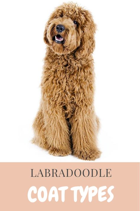 There are three very different coat types, and each of these coats also has variations. The three main types are: - Hair Coat - Fleece Coat - Wool Coat  <<------- Click the Pin to read more  #lanradoodlecoattypes Goldendoodle Hair Types, Labradoodle Full Grown, Labradoodle Hair, Labradoodle Haircut Style, Double Doodles, Labradoodle Haircut, F1b Labradoodle, Labradoodle Grooming, Lucy Loo