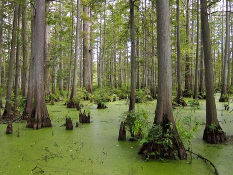 9 of the Most Incredible Natural Wonders In Illinois Illinois State Parks, Shawnee National Forest, Starved Rock State Park, Illinois Travel, Bald Cypress, Southern Illinois, Road Trip Fun, Best Hikes, National Forest