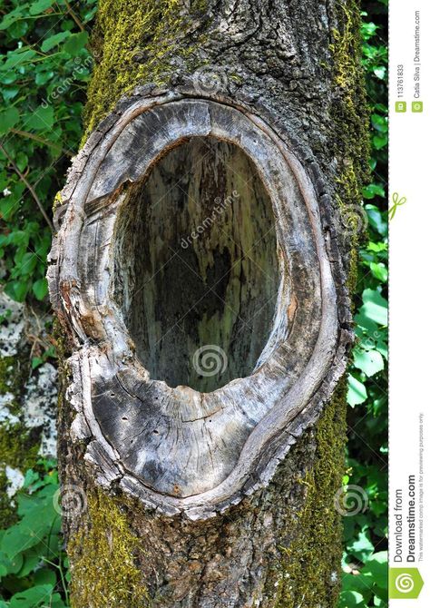 Tree Hole, Book Concept, Leather Chaps, Props Concept, Tree Trunks, Tree Illustration, White Photos, Tree Bark, Oak Tree