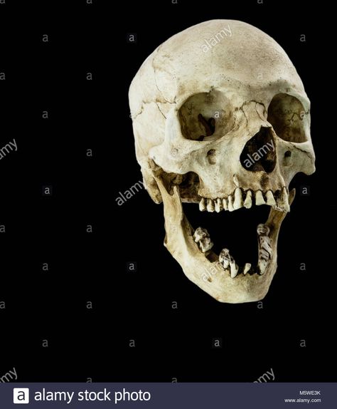 Fiberglass human skull with mouth wide open facing at a 45 degree angle Stock Photo Skull Open Mouth, Human Skull Anatomy, Mouth Wide Open, Skull Anatomy, Head Anatomy, Skull Reference, Skeleton Anatomy, Skull Model, 45 Degree Angle