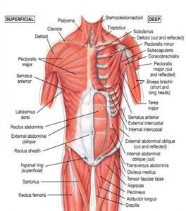 Labeled Muscular Charts Hip Muscles Anatomy, Leg Muscles Diagram, Anatomy Neck, Muscles Diagram, Neck Muscle Anatomy, Human Body Muscles, Body Muscle Anatomy, Hip Anatomy, Muscle Diagram