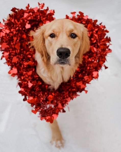 Dog Birthday Photoshoot, Holiday Dog Photos, Dog Family Pictures, Puppy Valentines, Animal Photoshoot, Valentine Photo Shoot, Animal Inspiration, Puppy Photography, Dog Calendar