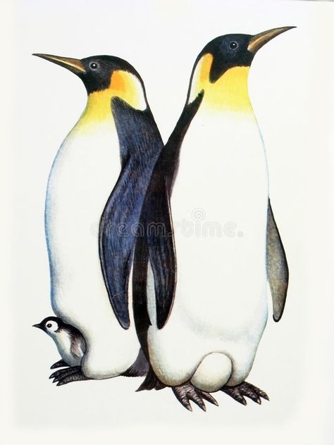 Family penguins. Drawing on the paper family penguins - male, female and nestlin #Sponsored , #Affiliate, #SPONSORED, #penguins, #paper, #female, #Drawing Emporer Penguin, Pinguin Illustration, Penguin Illustration, Penguin Coloring, Penguin Drawing, King Penguin, Penguin Art, Emperor Penguin, Bird Drawings