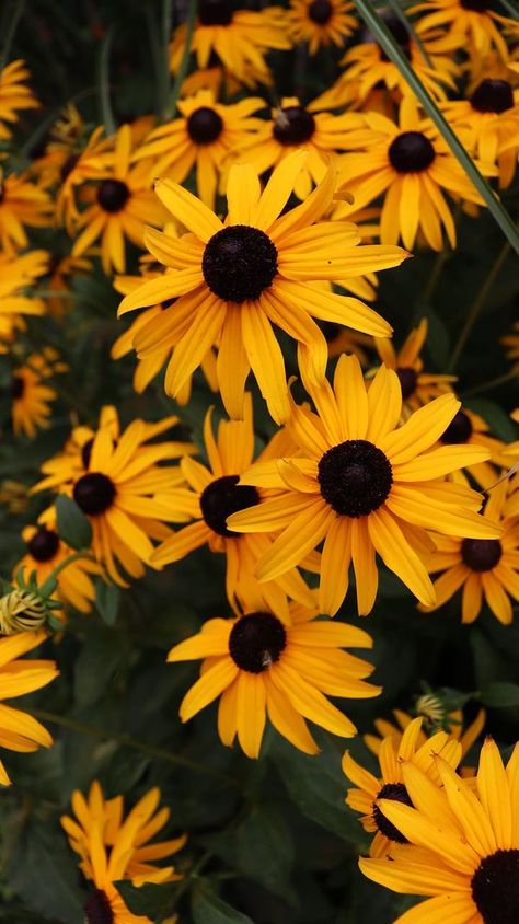 Addicted To Gardening | Black Eyed Susans  | Facebook Black Eyed Susan Bouquet, Blooms All Summer, Black Eyed Susans, Katie Ledecky, Bouquet Vase, Long Vase, Anna Faris, Black Eyed Susan, Black Eyed