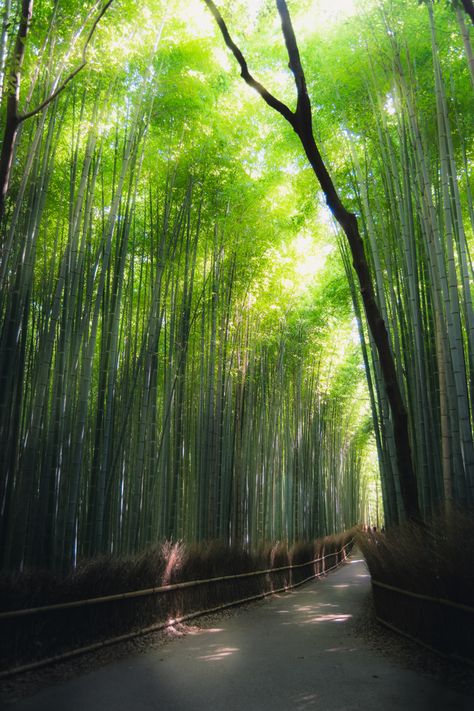 Morning light filters through the bamboo forming light rays in the famous bamboo forest of Arashiyama in Japan Arashiyama Bamboo Grove, Arashiyama Bamboo Forest, Visiting Japan, Bamboo Grove, Forest Light, Light Filters, Morning View, Photo Stickers, Light Rays