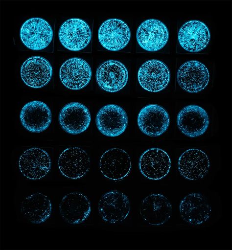 zoë breed uses algae as bio-pixels to create a living light show Biolumenesent Ocean, Bioluminescent Algae, Ocean Plants, Jellyfish Drawing, Lighting Pattern, Aquatic Ecosystem, Calming The Storm, Marine Environment, Trend Forecasting