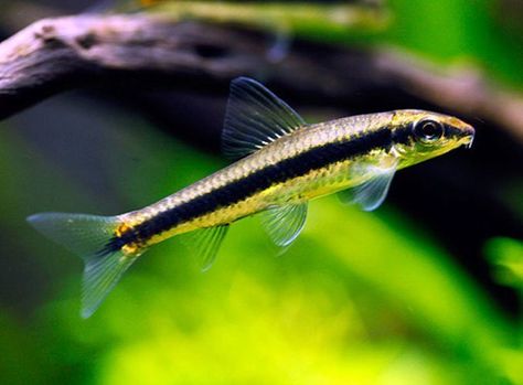 True Siamese Algae Eating Juvenile Fish | Arizona Aquatic Gardens Aquarium Algae, Eating Fish, Aquatic Garden, Flying Fox, Tropical Aquarium, Fishing For Beginners, Betta Fish Tank, Live Fish, Fish Farming