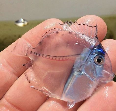 Translucent Blue Tang Weird Sea Creatures, Transparent Fish, Blue Tang Fish, Cool Fish, Beautiful Sea Creatures, Rare Animals, Beautiful Fish, Aquascaping, Ocean Creatures