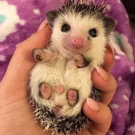 (1) Hedgehog Freak Community | Facebook Funny Hamster, Hedgehog Pet, Baby Hedgehog, Cute Hedgehog, Hedgehogs, Cute Creatures, Sweet Animals, The Hedgehog, Animal Photo