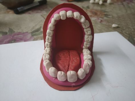 Teeth Clay Art, Clay Teeth Diy, Teeth Model Project, Clay Mouth, Clay Teeth, Teeth Model, Diy Teething, Work Activities, Clay Projects