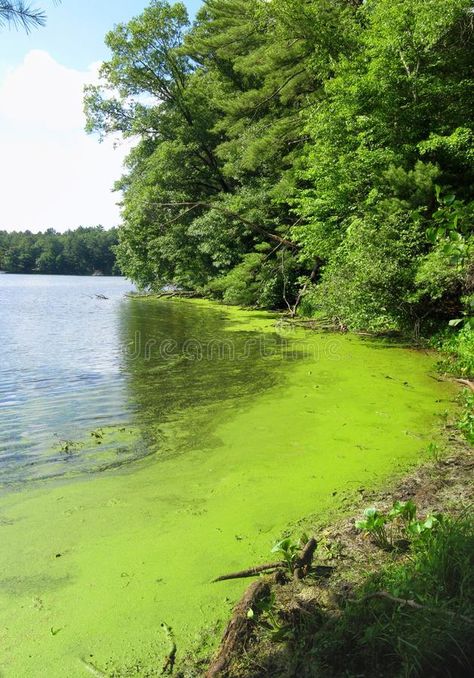 Algae. Blooming in a lake in summer #Sponsored , #Sponsored, #SPONSORED, #Algae, #lake, #summer, #Blooming Algae Bloom, Pool Algae, Green Pool, Lake Summer, Green Algae, Forest Photos, Frozen Lake, True North, Green Nature