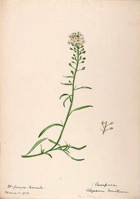 Sketches Of Plants, Alyssum Flowers, Color Sketches, Fruits And Flowers, Chicago Botanic Garden, Flower Meanings, Meaningful Tattoos, Botanical Illustration, Flower Tattoos