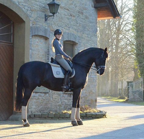 Friesian Horse Riding, Friesian Dressage, Dressage Aesthetic, Horse Riding Aesthetic, Equestrian Dressage, Hanoverian, Horse Dressage, Dream Horse, Horse Aesthetic