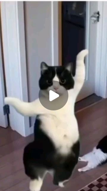 Smelly Cat, Dancing Cat, Cat Funny, Cute Cats And Kittens, Cats Meow, May 5, Kittens Cutest, Follow For More, Cats Of Instagram