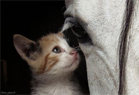 Untitled, via Flickr. Image Chat, Animals Friendship, Horse Love, White Horse, Wild Life, Limassol, Sweet Animals, Zebras, Crazy Cat Lady