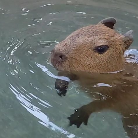 San Diego Zoo on Instagram: "(Coconut) dog paddle 🥥 Water you waiting for, dive in! The compact capys have begun their nautical expeditions, taking quick dips underwater and establishing their reputations as water pigs. Rodent you know, their webbed feet make for perfect paddles. #CoconutDog #WaterPig #Capybara #SanDiegoZoo" Capybara In Water, Cappy Berra, Capybara Swimming, Quick Dips, Pig Waterer, Quick Dip, San Diego Zoo, Paddles, Rodents