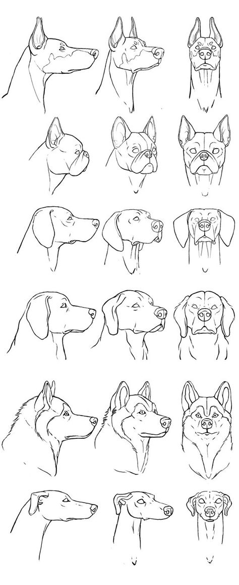 dogs breeds. by sofmer How To Draw Animals, Dog Drawings, Dog Anatomy, Draw Animals, Dogs Breeds, Dog Sketch, Siluete Umane, Animal Study, 강아지 그림