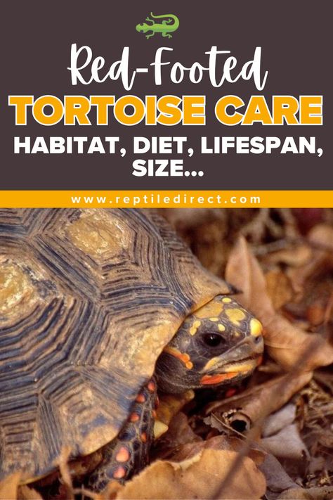 A promotional image for a guide titled 'Red-Footed Tortoise Care - Habitat, Diet, Lifespan, Size...' featuring a close-up of a Red-Footed Tortoise partially hidden under its shell, surrounded by dry leaves. Tortoise Diet, Red Footed Tortoise, Tortoise House, Tortoise Care, Reptile Care, Bone Diseases, Happy And Healthy, Under The Lights, Beautiful Creatures