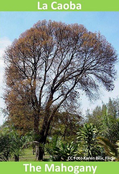 Belize national tree is the “Caoba” or Mahogany. An array of small white flowers flourish from it, and it has also a pear looking fruit, the “Caoba” tree is an element in the Belize’s national Shield. / El árbol nacional de Belice es La Caoba. De este árbol florece una gran oleada de pequeñas flores blancas, y la flor oscura de la fruta es en forma de pera. El árbol de Caoba forma parte del Escudo de Armas de Belice. Small White Flowers, Central American, In Spanish, Central America, Nicaragua, Belize, Honduras, Guatemala, Costa Rica