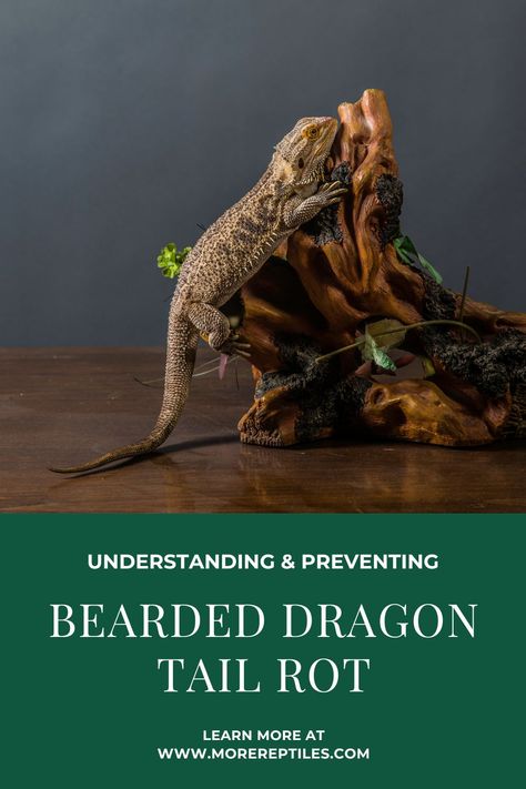 Dragon Tail, Bearded Dragon, Lizards, Health Problems, Signs, Health