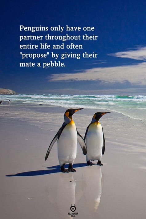 Penguin Love Quotes, Penguin Quotes, Penguin Facts, Penguin Day, Luckiest Girl Alive, Penguin Pictures, Soul Journey, Penguin Love, Animal Symbolism