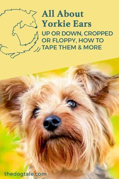 Haircuts For Yorkies With Floppy Ears, Yorkie With Floppy Ears, Yorkie Puppy Haircuts, Shorkie Dogs, Yorkie Puppy Training, Yorkie Puppy Care, Yorkie Training, Training Puppies, Yorkie Haircuts