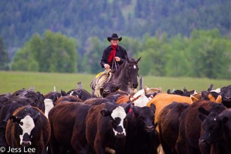 Triple Creek Ranch - UPDATED 2018  Reviews & Price Comparison (Darby, MT) - TripAdvisor Darby Montana, Montana Travel Guide, Ranch In Montana, Herding Cattle, Montana Ranch, Helena Montana, Montana Travel, Cattle Drive, Dutton Ranch