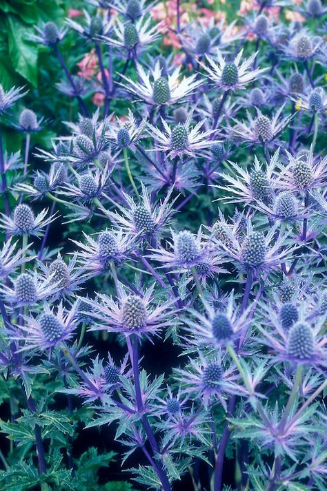 Sea Holly - Sapphire Blue - Spiky blue flowers Blue Perennials, Wisconsin Garden, Assorted Flowers, Flower Identification, Sea Holly, Beach Flowers, Purple Plants, Flower Stock, Wallpaper Flower