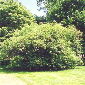 Click to view a full-size photo of American Hazelnut (Corylus americana) at The Growing Place American Hazelnut, Drought Tolerant Landscape, Fruits Photos, Perennial Shrubs, Full Size Photo, Edible Landscaping, Landscaping Supplies, Woodland Garden, Drought Tolerant Plants