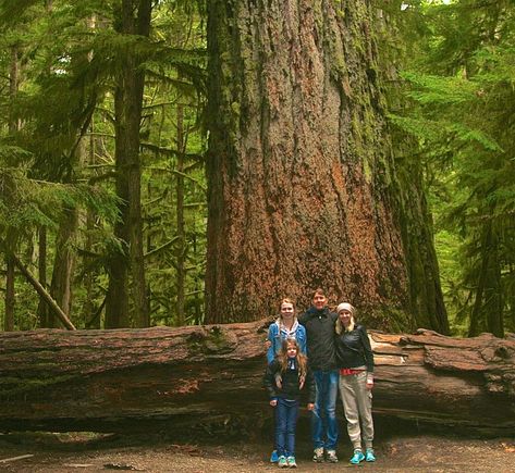 It is wonderful to feel the grandness of Canada in the raw, not because she is Canada but because she's something sublime that you were born into, some great rugged power that you are a part of. -Emily Carr Cathedral Grove, Motherhood Photos, Cedar Forest, Emily Carr, Family Hiking, Temperate Rainforest, Giant Tree, Cedar Trees, River Falls