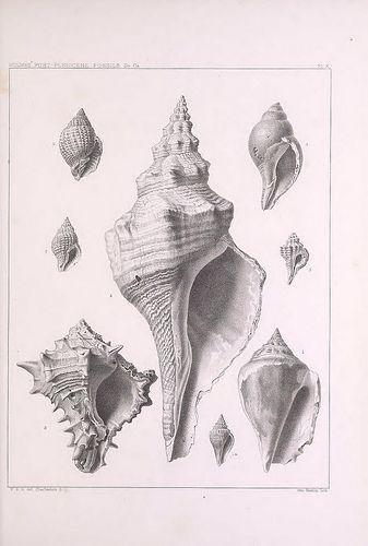 Vintage Conch Shell Illustration, Conch Shell Drawing, Conch Drawing, Conch Shell Tattoo, Shell Tattoo, Shell Drawing, Shell Tattoos, Furniture Design Sketches, Minimal Tattoo Design