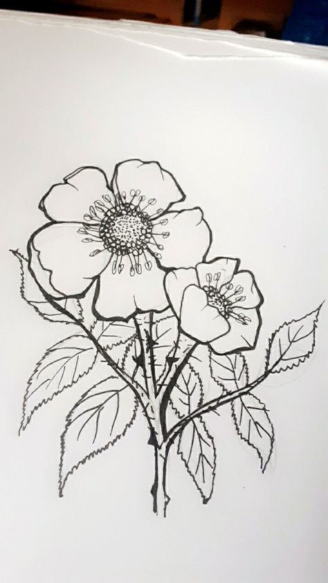 Ivy Rose Tattoo Design, Briar Rose Tattoo, Alberta Wild Rose Tattoo, Sweet Briar Rose, Briar Rose Tattoo Flowers, Sleeping Beauty Briar Rose, Rosé Legs, Sweet Briar, Hand Tats