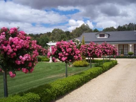 Roses and low hedge lining the driveway. Offers a lovely welcome. Lined Driveway, Landscaping With Roses, Standard Roses, Hydrangea Landscaping, Trees For Front Yard, Add Curb Appeal, Yard Plants, Pink Splash, Rose Garden Design