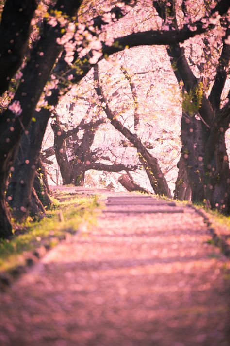 Sakura Drops (by Masato Mukoyama) Cherry Blossoms Falling, Falling Cherry Blossoms, Sakura Wallpaper, Kamisato Ayato, Class Inspiration, California Outdoor, Leaves Falling, Nature Picture, Floral Wallpaper Iphone