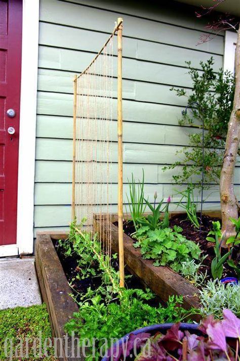 Pea support trellis | How to build a trellis for growing peas | DIY Pea Trellis Ideas & Projects Cucumbers Trellis, Pea Trellis, Lots Of Plants, Diy Garden Trellis, Trellis Ideas, Bamboo Trellis, Outdoor Trellis, Diy Trellis, Garden Vines